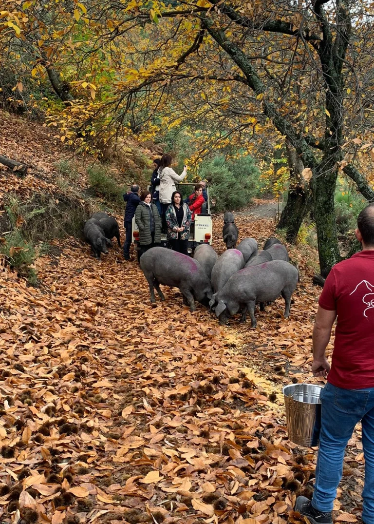 Ruta gastronomica del cerdo iberico Vall Genal 3 768x1075