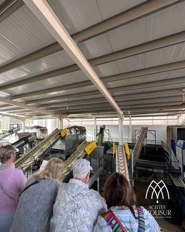 molino aceitero molisur visita guiada 5 1 768x960