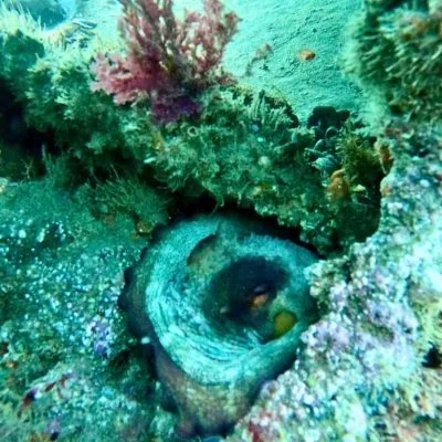 excursion en barco con snorkel 2 1