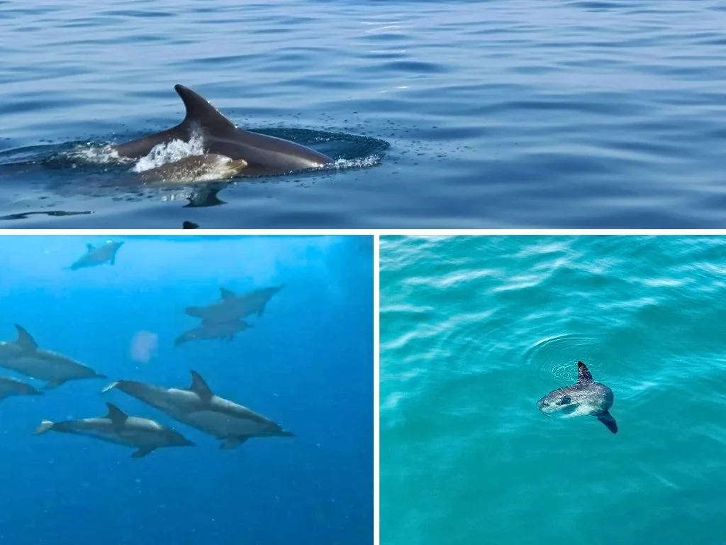 Excursion en barco con delfines