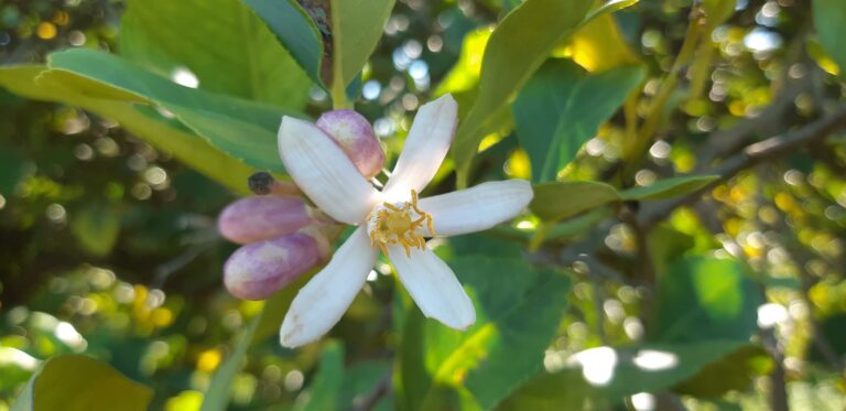 Ruta al atardecewr en el Valle del Azahar 5 768x373