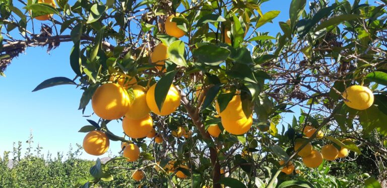 Ruta al atardecewr en el Valle del Azahar 6 768x373