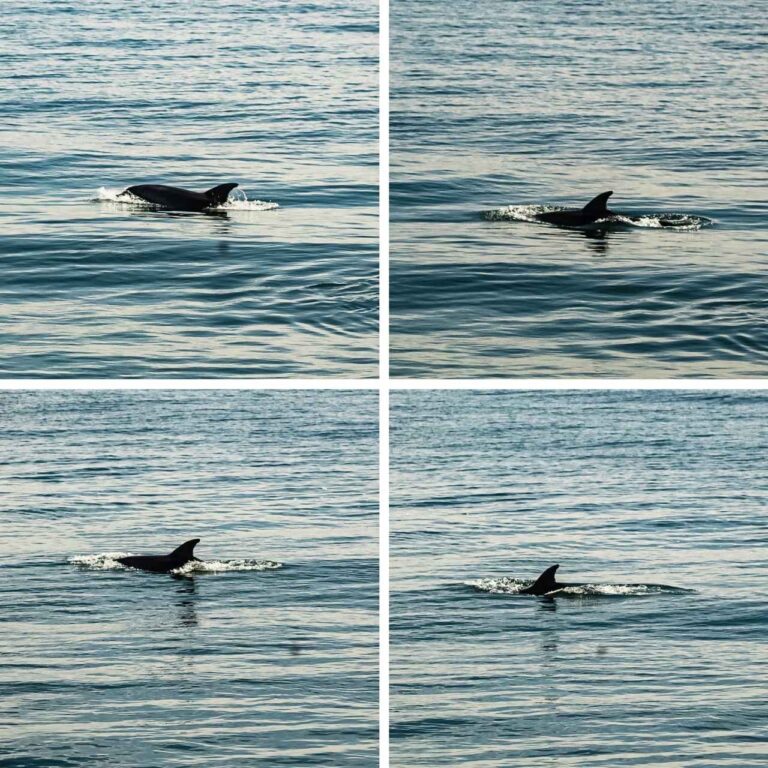excursion en barco desde benalmadena con tobogan xxl y actividades acuaticas 7 768x768